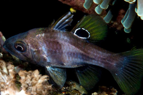 犬牙拟天竺鲷是什么鱼？