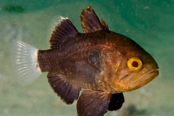 犬牙拟天竺鲷是什么鱼？