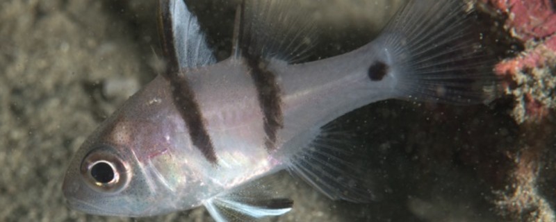 犬牙拟天竺鲷是什么鱼?