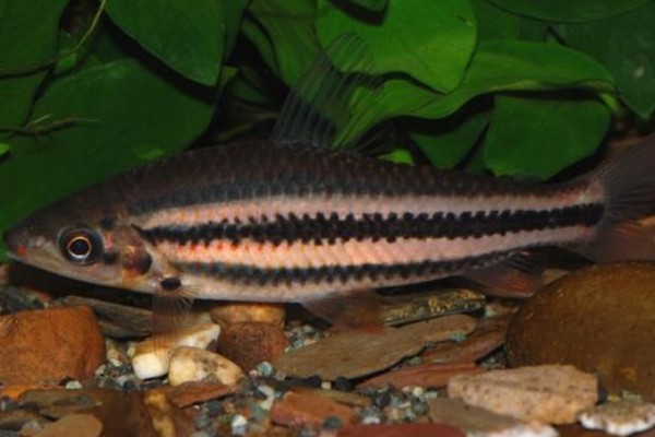 燕尾箭天竺鲷是什么鱼？