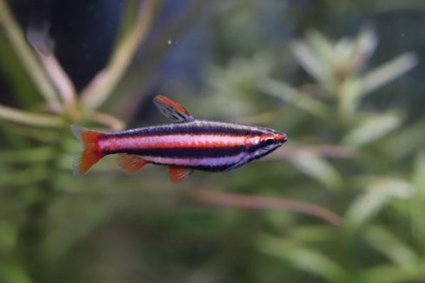 燕尾箭天竺鲷是什么鱼？