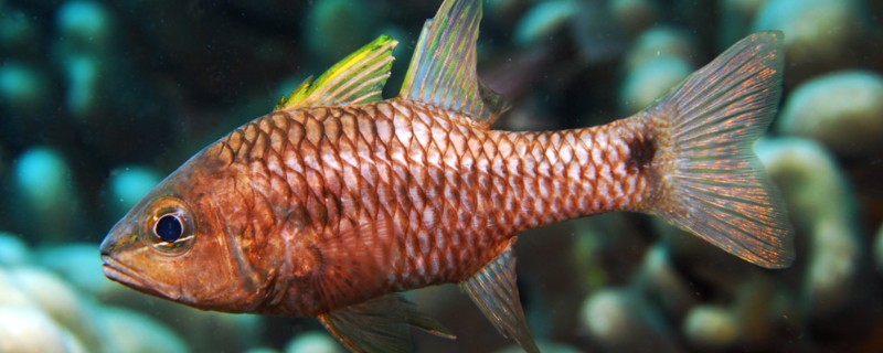 美鳍天竺鲷是什么鱼？