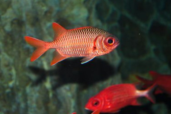 美鳍天竺鲷是什么鱼？