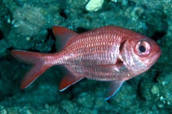 美鳍天竺鲷是什么鱼？