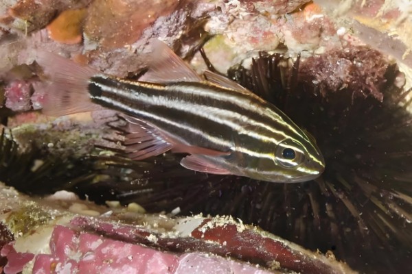 棕线管竺鲷是什么鱼？