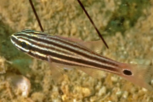 棕线管竺鲷是什么鱼？