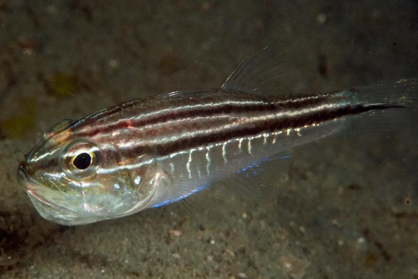 棕线管竺鲷是什么鱼？