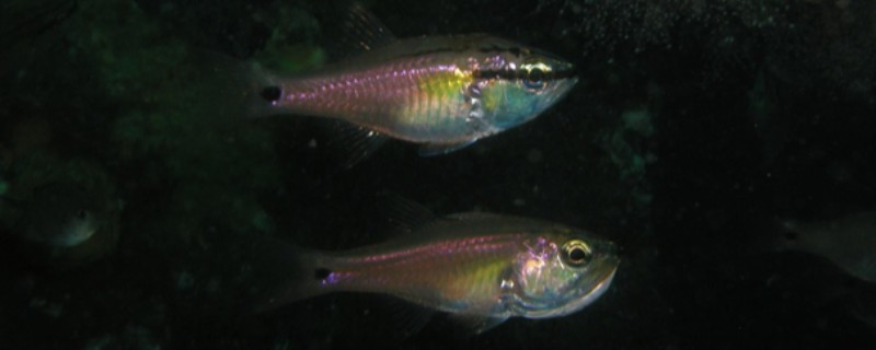 日本裸天竺鲷是什么鱼？