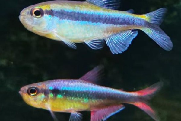 日本裸天竺鲷是什么鱼？