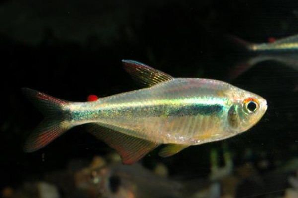 日本裸天竺鲷是什么鱼？