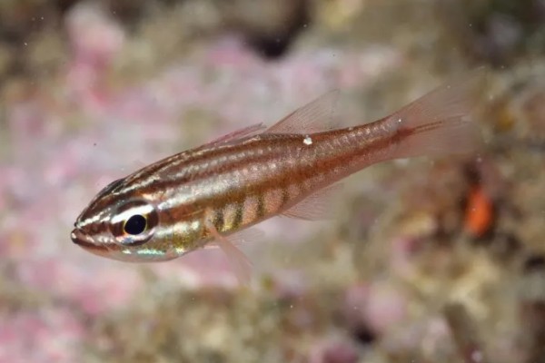 摩鹿加鹦竺鲷是什么鱼？