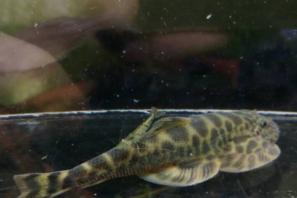 西昌华吸鳅是什么鱼？