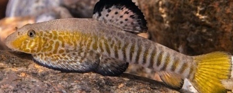 花斑拟腹吸鳅是什么鱼?