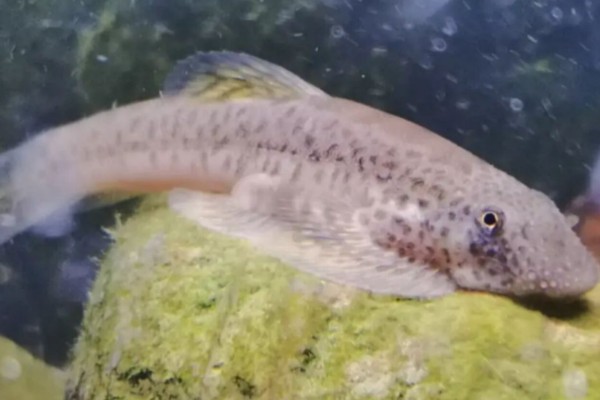 花斑拟腹吸鳅是什么鱼?