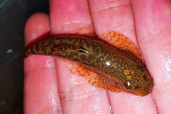 花斑拟腹吸鳅是什么鱼?