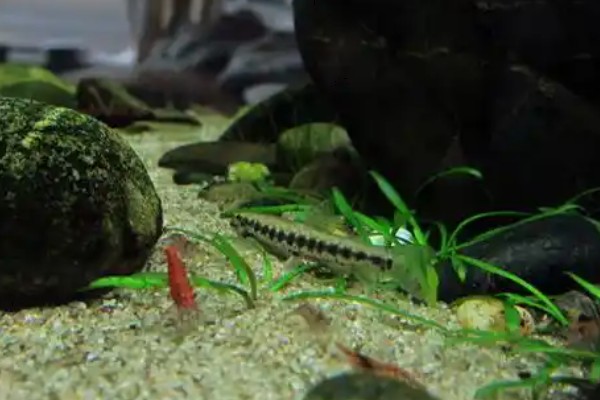 美斑近原吸鳅是什么鱼？