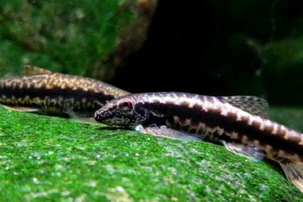 美斑近原吸鳅是什么鱼？