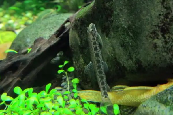 美斑近原吸鳅是什么鱼？