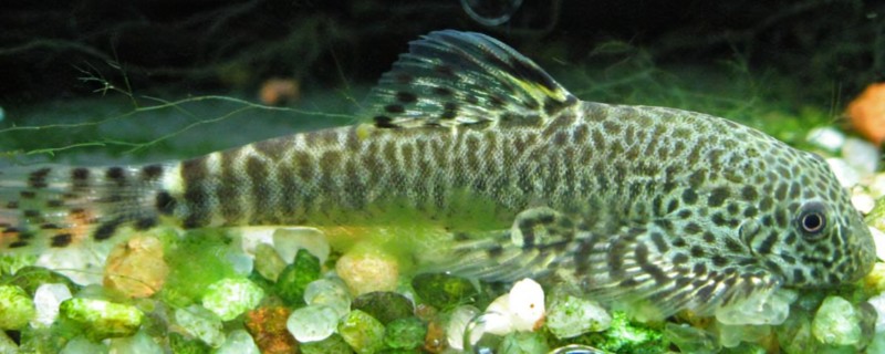 练江拟腹吸鳅是什么鱼？