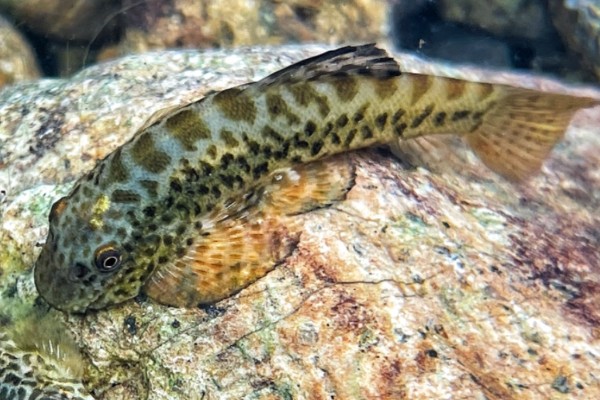 练江拟腹吸鳅是什么鱼？