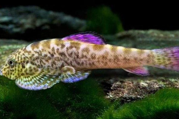 练江拟腹吸鳅是什么鱼？