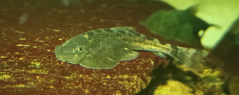 红河华吸鳅是什么鱼？