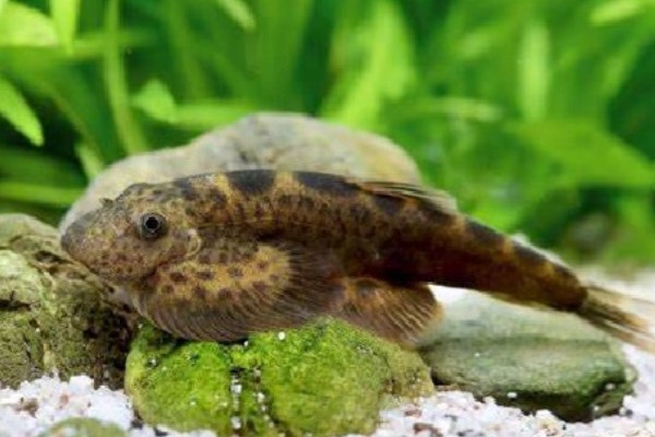 红河华吸鳅是什么鱼？