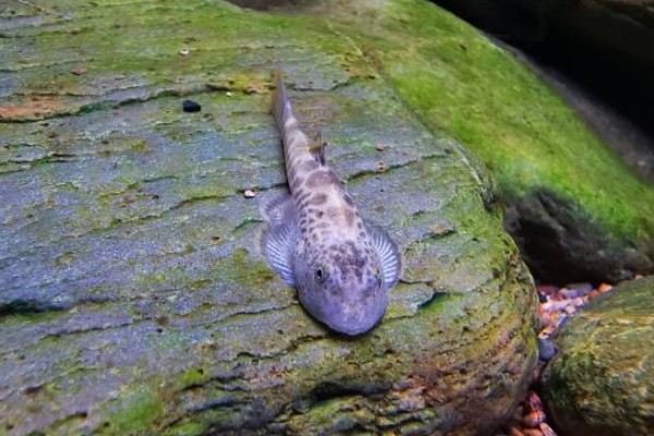 红河华吸鳅是什么鱼？