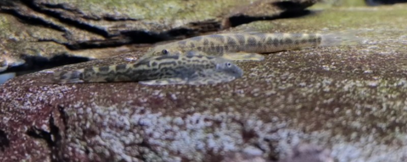 窑滩间吸鳅是什么鱼？