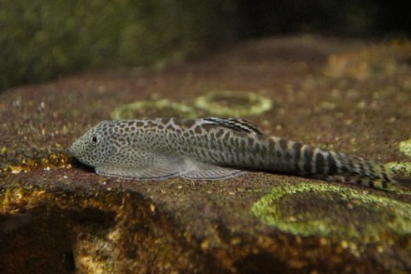 窑滩间吸鳅是什么鱼？