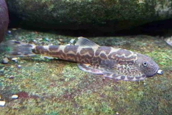 窑滩间吸鳅是什么鱼？