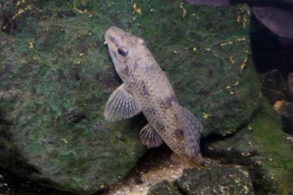 窑滩间吸鳅是什么鱼？