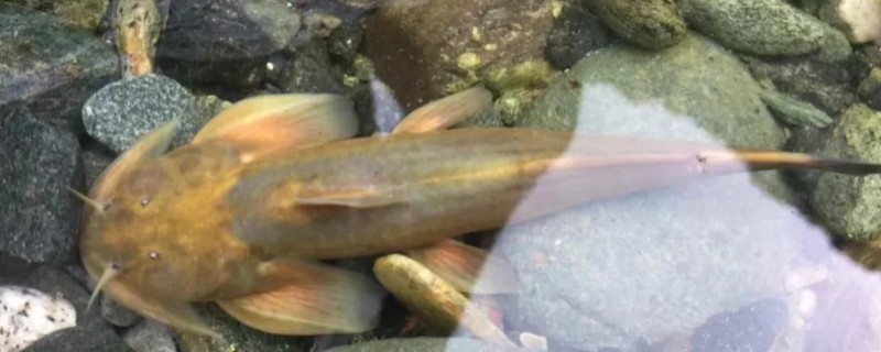 矮身间吸鳅是什么鱼？