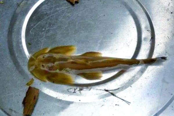 矮身间吸鳅是什么鱼？