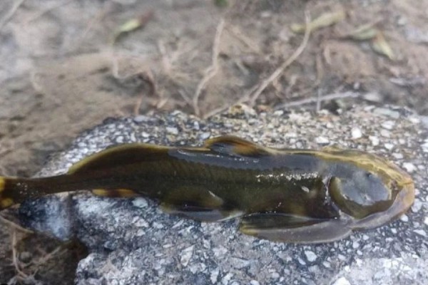矮身间吸鳅是什么鱼？