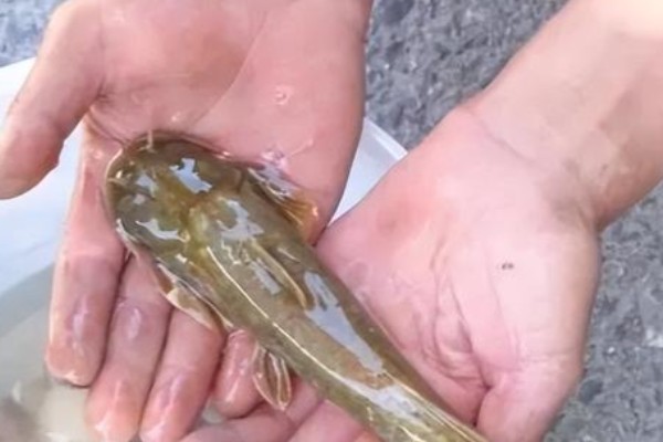 矮身间吸鳅是什么鱼？