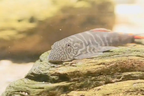 短身间吸鳅是什么鱼？