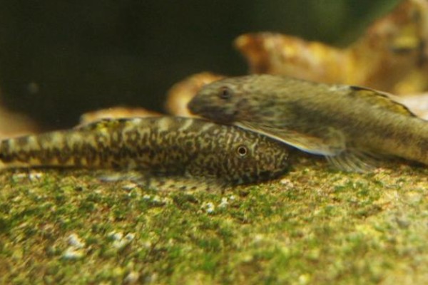 短身间吸鳅是什么鱼？