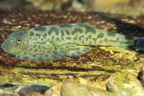 短身间吸鳅是什么鱼？