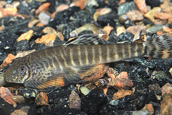 珠江拟腹吸鳅是什么鱼？
