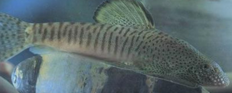 珠江拟腹吸鳅是什么鱼？