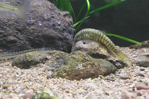 珠江拟腹吸鳅是什么鱼？