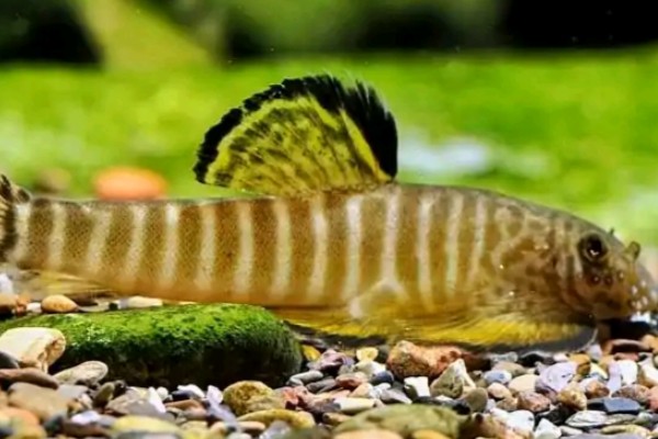 珠江拟腹吸鳅是什么鱼？