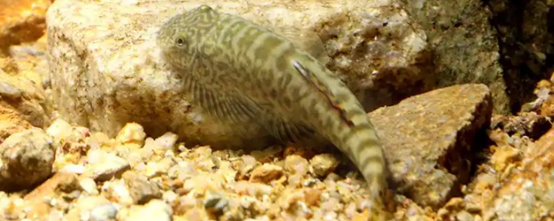 牛栏江似原吸鳅是什么鱼？