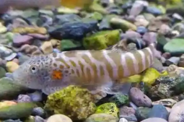 牛栏江似原吸鳅是什么鱼？