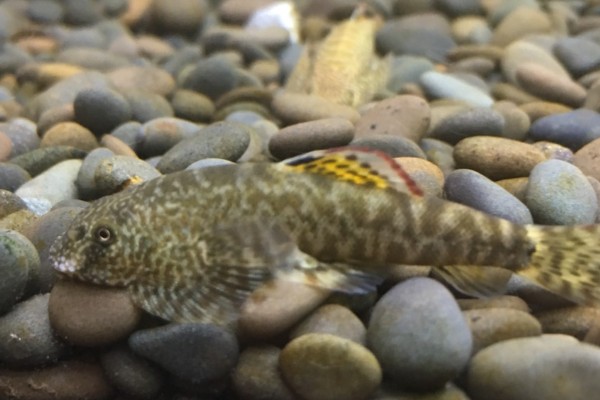 牛栏江似原吸鳅是什么鱼？