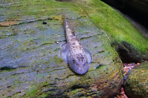 牛栏江似原吸鳅是什么鱼？