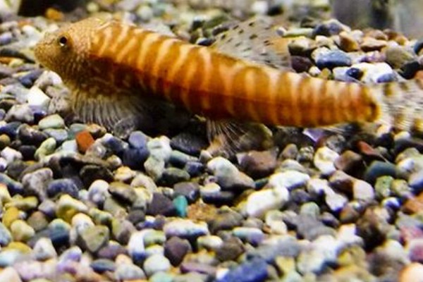 长汀拟腹吸鳅是什么鱼？