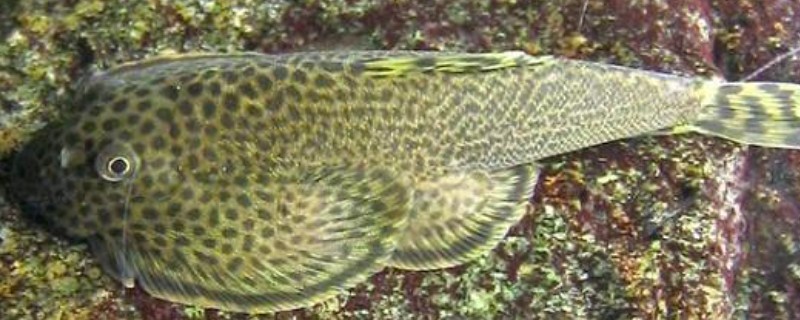 沈氏间吸鳅是什么鱼？