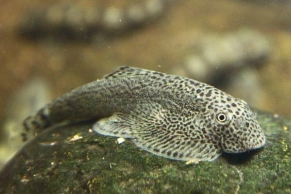 沈氏间吸鳅是什么鱼？